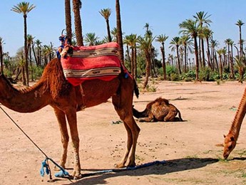 Travel Guide: Morocco